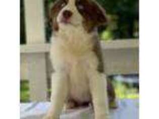 Miniature Australian Shepherd Puppy for sale in Lawrenceville, GA, USA