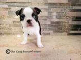 Boston Terrier Puppy for sale in Spartanburg, SC, USA