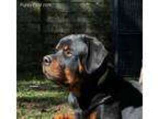 Rottweiler Puppy for sale in Poplarville, MS, USA