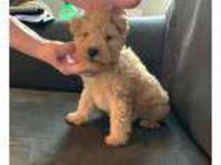 Welsh Terrier Puppy for sale in Bagley, MN, USA