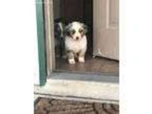 Australian Shepherd Puppy for sale in Whitesboro, TX, USA