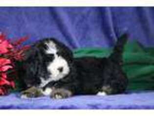 Mutt Puppy for sale in Strasburg, PA, USA