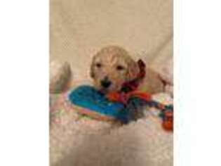 Goldendoodle Puppy for sale in New Douglas, IL, USA