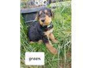 Airedale Terrier Puppy for sale in Onalaska, WA, USA