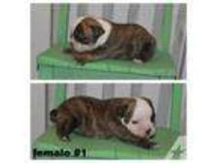 Olde English Bulldogge Puppy for sale in AUSTIN, TX, USA