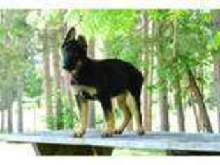 German Shepherd Dog Puppy for sale in Marinette, WI, USA