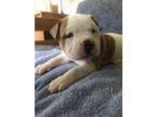 American Bulldog Puppy for sale in Rochester, NH, USA