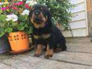 Rottweiler Puppy for sale in Bowling Green, KY, USA
