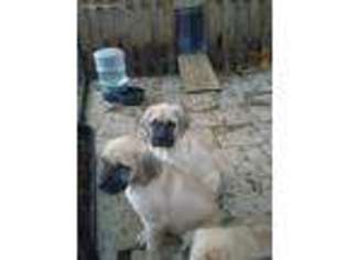 Mastiff Puppy for sale in Milton, FL, USA