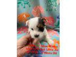 Yorkshire Terrier Puppy for sale in Carrollton, GA, USA