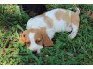 Basset Hound Puppy for sale in Magnolia, KY, USA