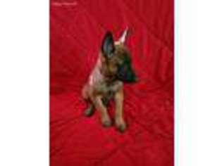 Belgian Malinois Puppy for sale in Wilmington, DE, USA
