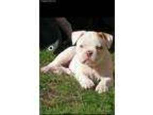American Bulldog Puppy for sale in Lacey, WA, USA