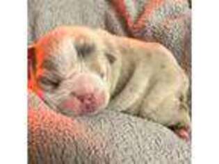 Bulldog Puppy for sale in Yuma, AZ, USA