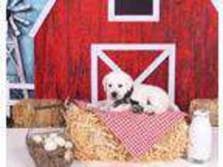 Labrador Retriever Puppy for sale in Frankston, TX, USA