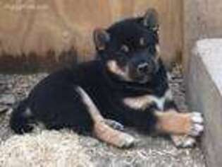 Shiba Inu Puppy for sale in Cook, MN, USA
