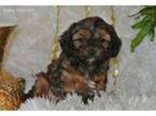 Cavapoo Puppy for sale in Lyons, NY, USA