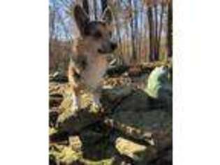 Pembroke Welsh Corgi Puppy for sale in Purdy, MO, USA