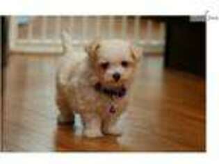 Maltese Puppy for sale in Sioux City, IA, USA