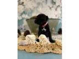 Cane Corso Puppy for sale in Spring, TX, USA