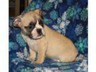 Olde English Bulldogge Puppy for sale in KENT, WA, USA