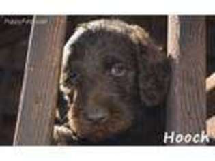 Labradoodle Puppy for sale in Jasper, GA, USA