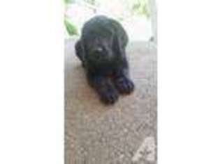 Labradoodle Puppy for sale in SMITHS GROVE, KY, USA