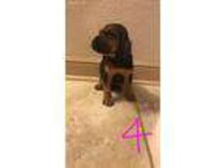 Bloodhound Puppy for sale in Falls City, TX, USA