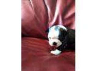 Boston Terrier Puppy for sale in Branson, MO, USA
