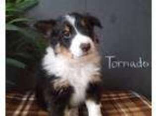 Shetland Sheepdog Puppy for sale in Red Creek, NY, USA