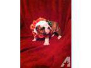 Bulldog Puppy for sale in NEW CANEY, TX, USA