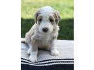 Mutt Puppy for sale in Jerome, ID, USA