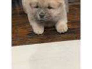 Chow Chow Puppy for sale in Dover, NJ, USA