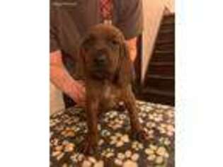Redbone Coonhound Puppy for sale in Watertown, WI, USA