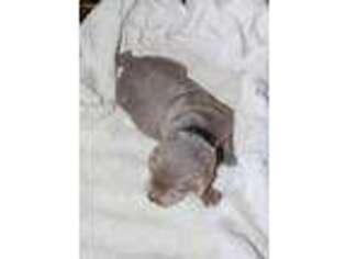 Labrador Retriever Puppy for sale in Laredo, TX, USA