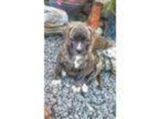 American Bulldog Puppy for sale in Shelton, WA, USA