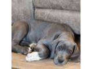 Great Dane Puppy for sale in Manchester, PA, USA
