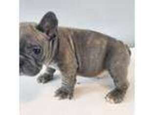 French Bulldog Puppy for sale in Springvale, ME, USA