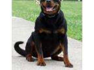Rottweiler Puppy for sale in Frazeysburg, OH, USA