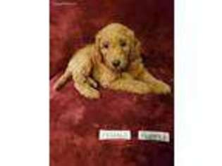 Goldendoodle Puppy for sale in Lawndale, NC, USA