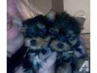 Yorkshire Terrier Puppy for sale in SUNNYVALE, CA, USA