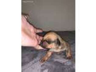 Rhodesian Ridgeback Puppy for sale in Chicago, IL, USA