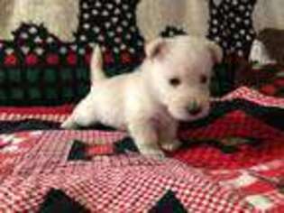 Scottish Terrier Puppy for sale in Wrightwood, CA, USA