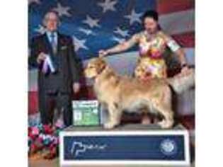 Golden Retriever Puppy for sale in Clinton, NY, USA