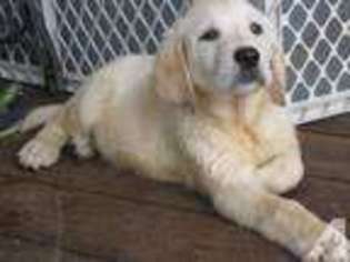 Labrador Retriever Puppy for sale in OLIVEHURST, CA, USA