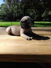 Pug Puppy for sale in Tampa, FL, USA