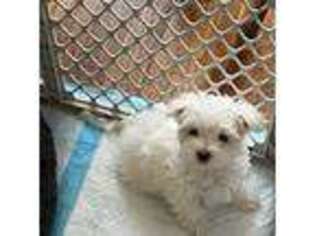 Maltese Puppy for sale in Saint Paris, OH, USA