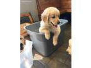 Golden Retriever Puppy for sale in Divide, CO, USA