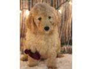 Labradoodle Puppy for sale in Spanaway, WA, USA