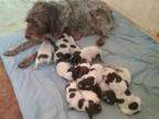 Wirehaired Pointing Griffon Puppy for sale in Billings, MT, USA